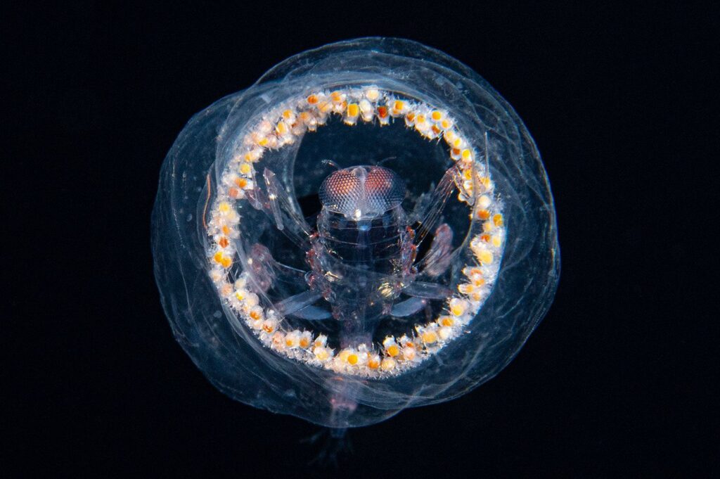 Divers get up close and competitive