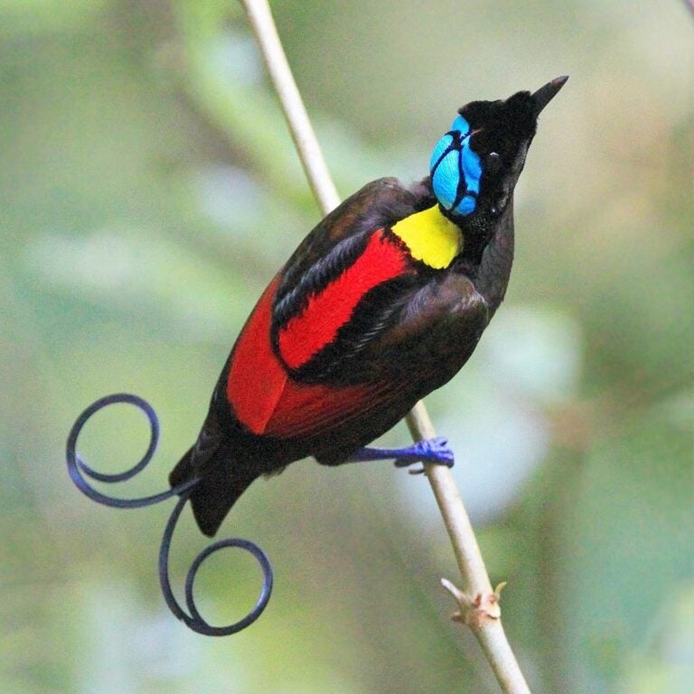 Beyond the Reef in Raja Ampat