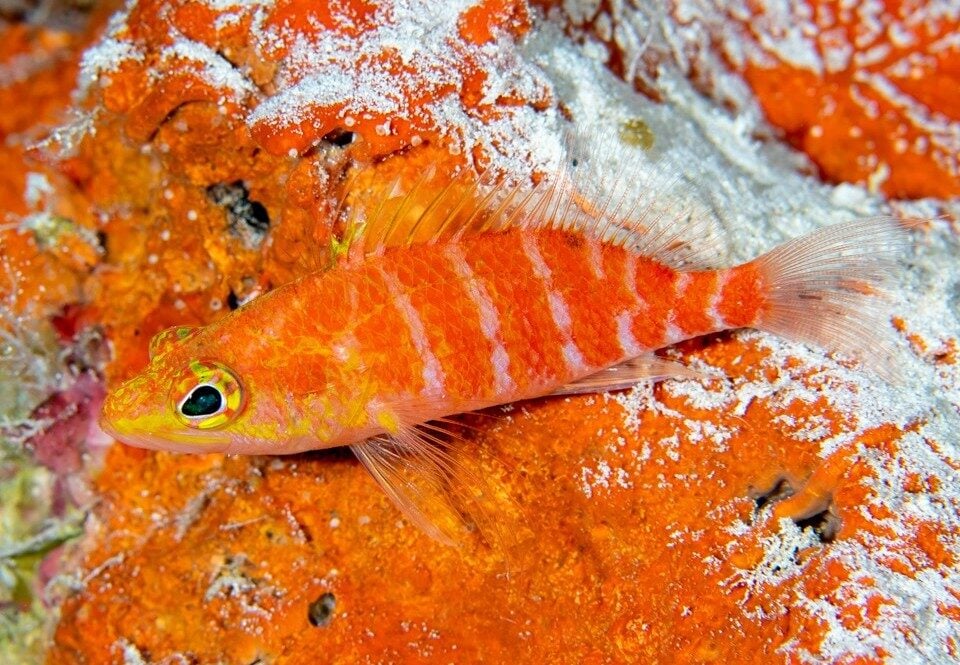 Plectranthias bennetti was one of several fish named after Bennett - he discovered and collected it in the Coral Sea in 2015.