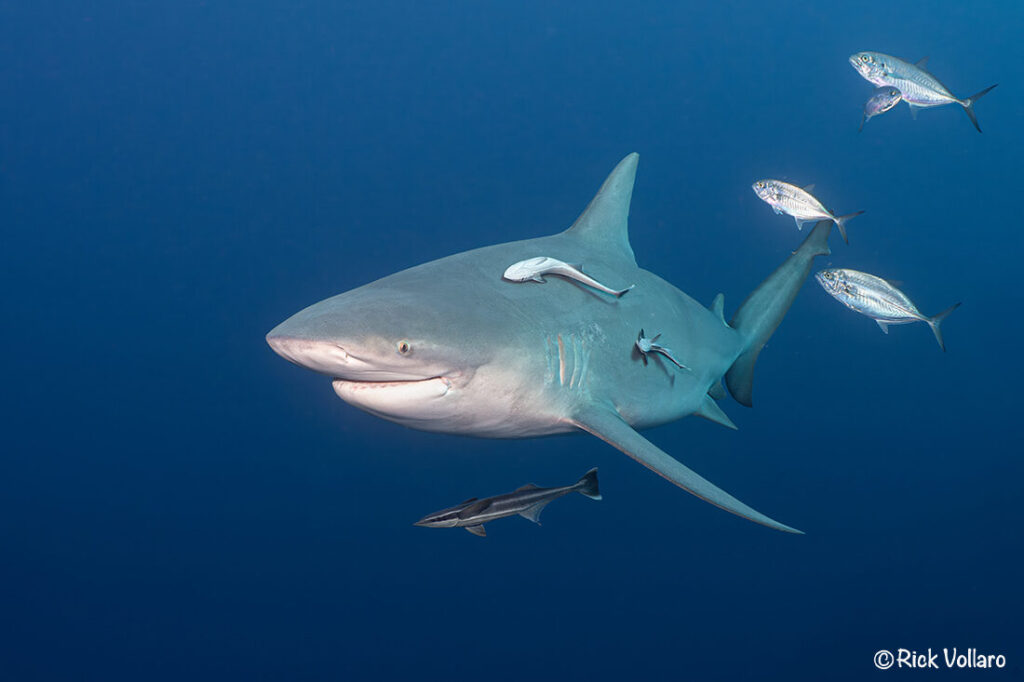 Large bull sharks like this one are typical to what shows up during a organized shark diving trip off Jupiter, FL