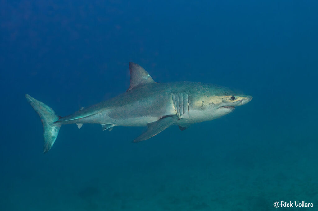 While Great White Sharks (Carcharodon carcharias) are renowned to inhabit tropical and temperate ocean waters around the world it still gets a little difficult to rap your head around the idea of seeing one off South Florida.