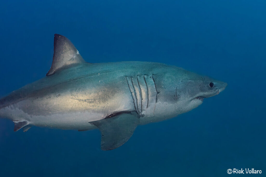 White Shark coming around for a closer look before departing.