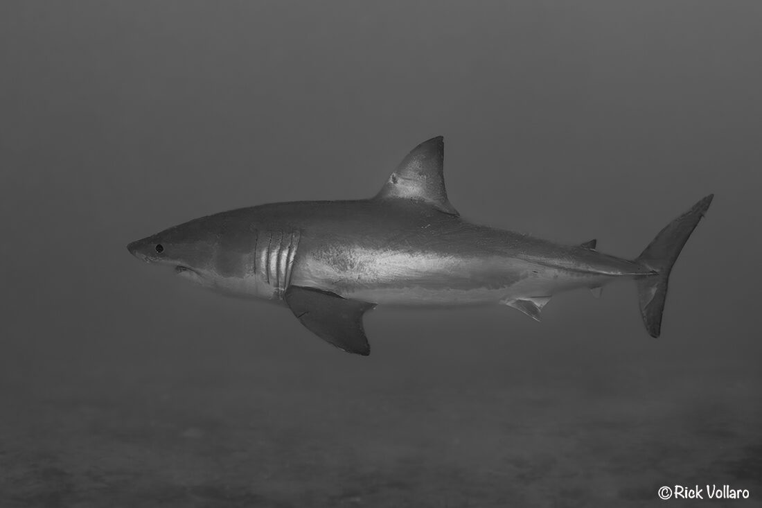 The Jupiter Shadow: A Dream Encounter at 90 Feet