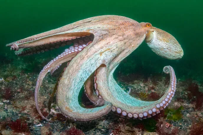 Octopus (Kirsty Andrews / Cornwall Wildlife Trust)