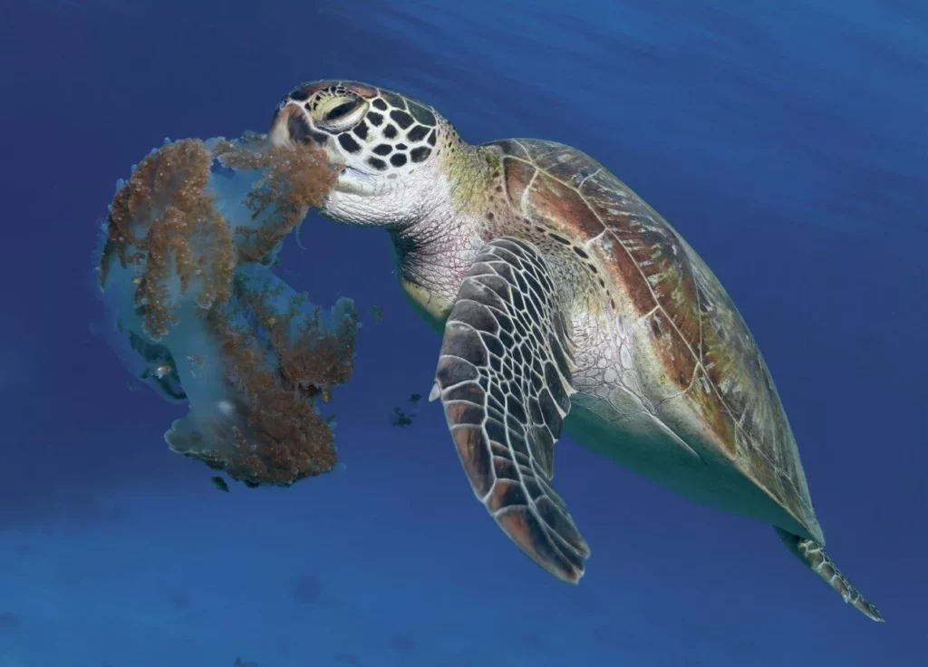 A green turtle making a meal of a sea jelly