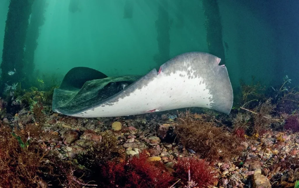 Smooth stingray resting on the seabed under Flinders Pier