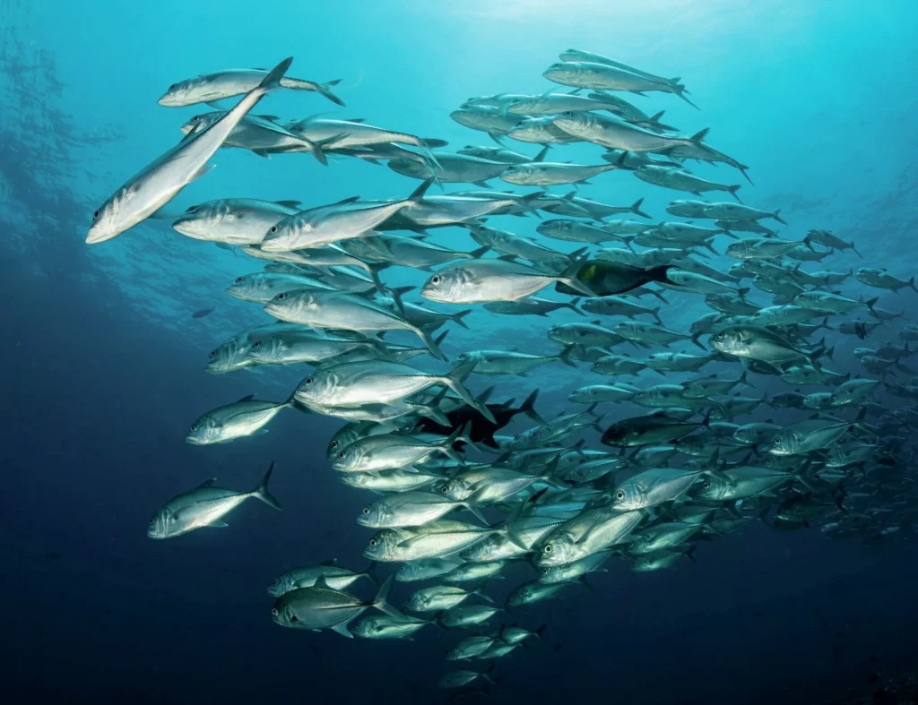 School of jacks in the blue in raja Ampat