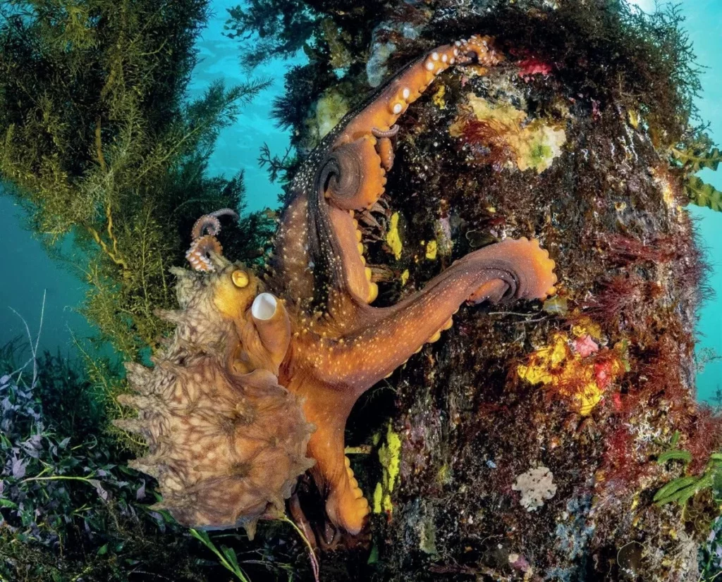 Giant Maori octopus hunting near Flinders Pier
