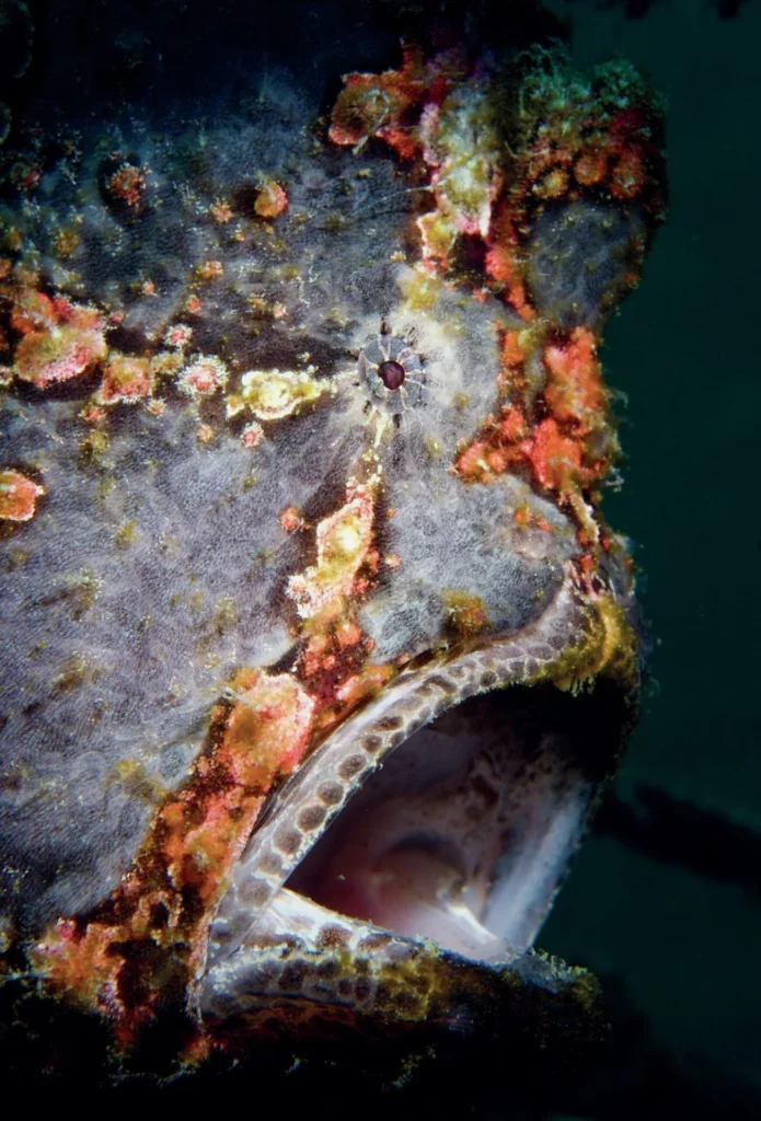 Close up of a giant frogfish in the Philippines
