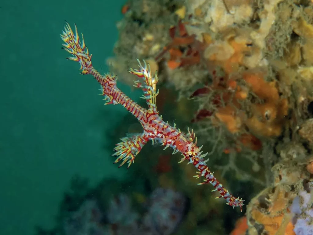 White’s Seahorses in Sydney Harbour: Conservation Success at Chowder Bay 13 Ornate ghost pipefish in Chowder Bay