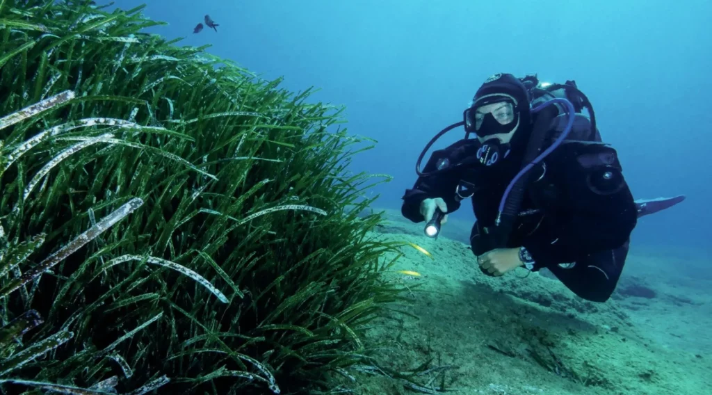 Healthy Mediterranean seagrass with reef fish during a dive in Crete