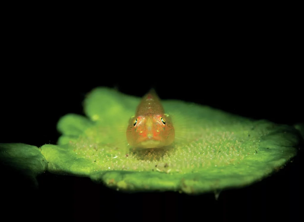 A macro shot of a goby with eggs shot with a snoot in Dauin Philippines
