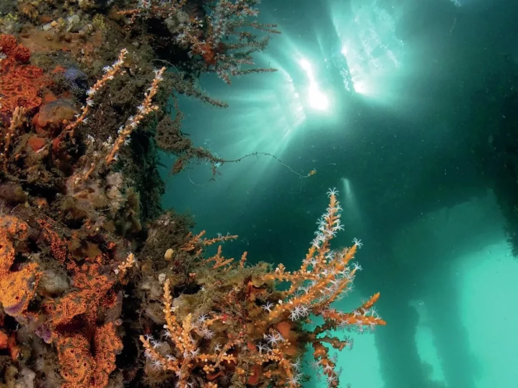 White’s Seahorses in Sydney Harbour: Conservation Success at Chowder Bay 7 The jetties in Chowder Bay are teeming with enrusting growth
