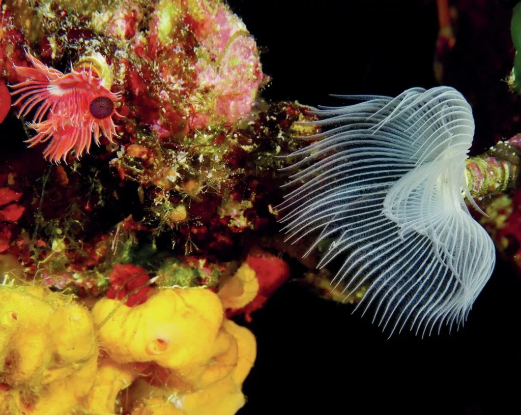 Tube anemones seen on a dive in Crete