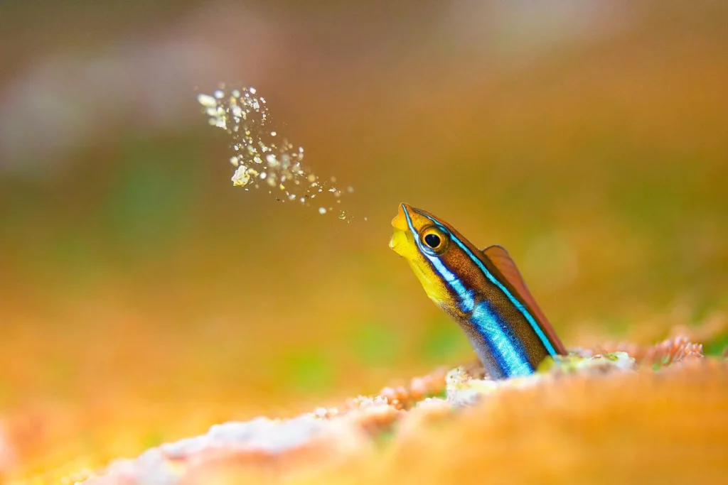 Taken with a Canon EOS R5 + RF 100mm f/2.8 Macro, Seacam housing, Retra strobes. f/2.8, 160th, ISO 400 (© Sunbong Jung / UnderwaterCompetition.com)