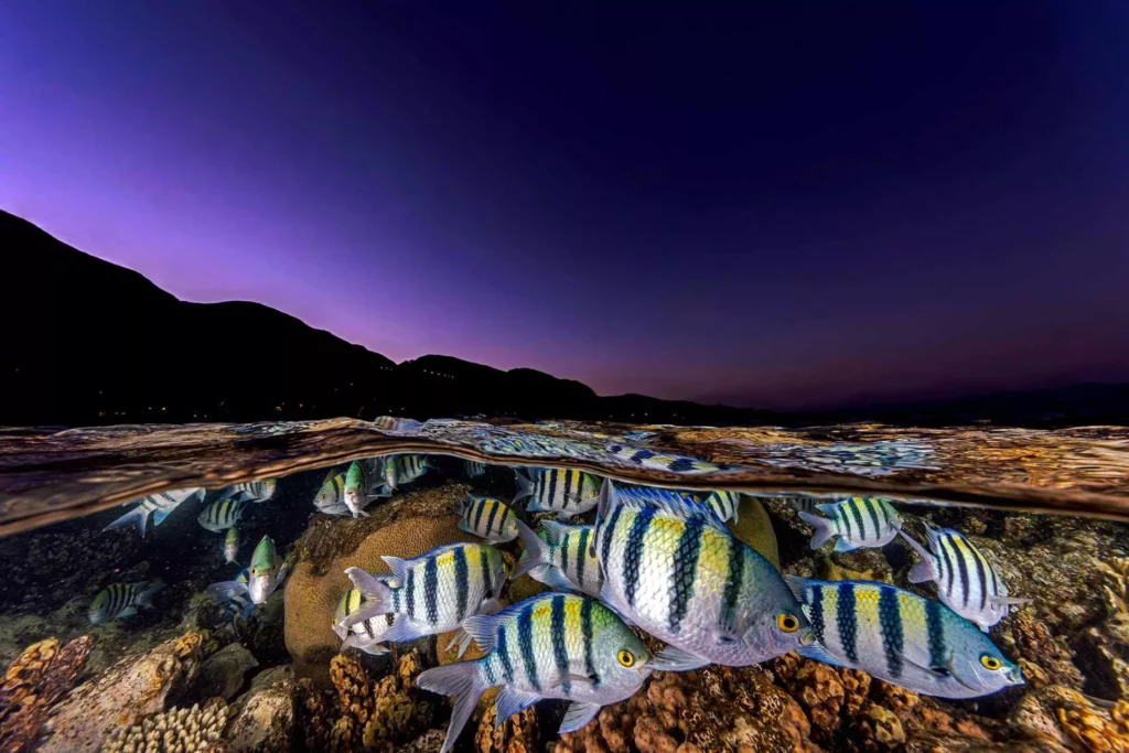 Taken with Sony A1 + FE 12–24mm f/2.8, Nauticam housing, Retra Flash Pro Max strobes. f/16, 1/40th, ISO 200 (© Tom Shlesinger / UnderwaterCompetition.com)