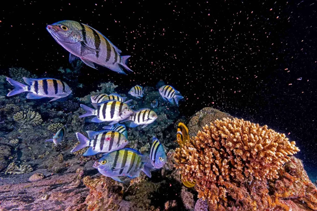 Taken with Sony A1 + FE 12–24mm f/2.8, Nauticam housing, Retra Flash Pro Max strobes. f/14, 1/13th, ISO 800 (© Tom Shlesinger / UnderwaterCompetition.com)