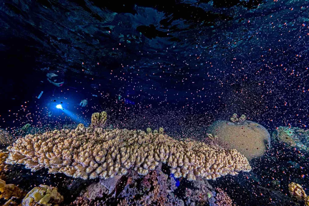 Taken with Sony A1 + FE 12-24mm f/2.8, Nauticam housing, Retra Flash Pro Max strobes. f/16, 1/60th, ISO 400 (© Tom Shlesinger / UnderwaterCompetition.com)