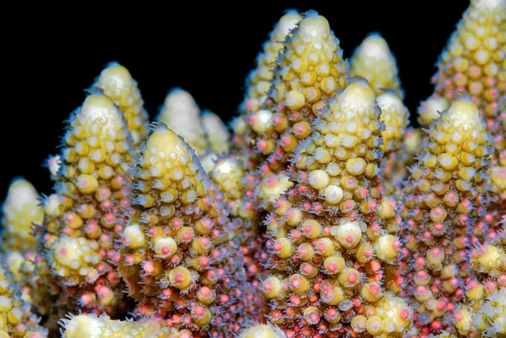 Taken with Sony A7R Mark III + FE 90mm f/2.8 Macro, Nauticam housing, Retra Flash Pro Max strobes. f/16, 1/160th, ISO 200 (© Tom Shlesinger / UnderwaterCompetition.com)