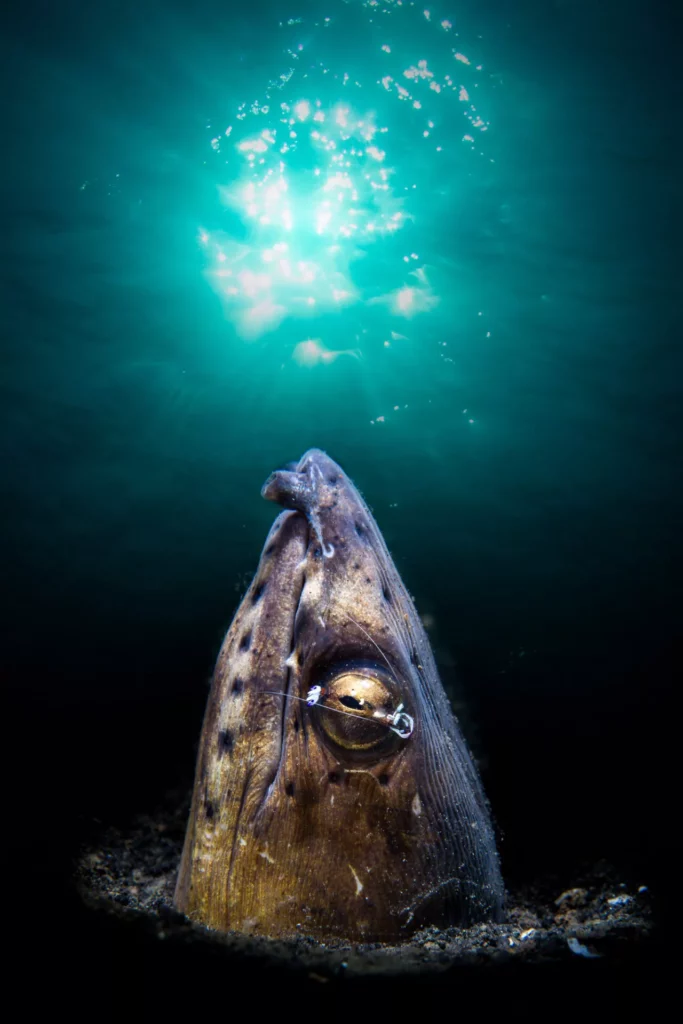 1st Unrestricted Karyll Gonzalez 377801763915132 1