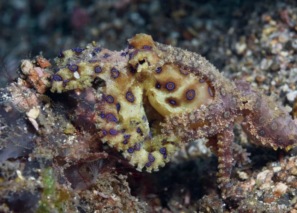 A rare view of mating greater blue-ringed octopus