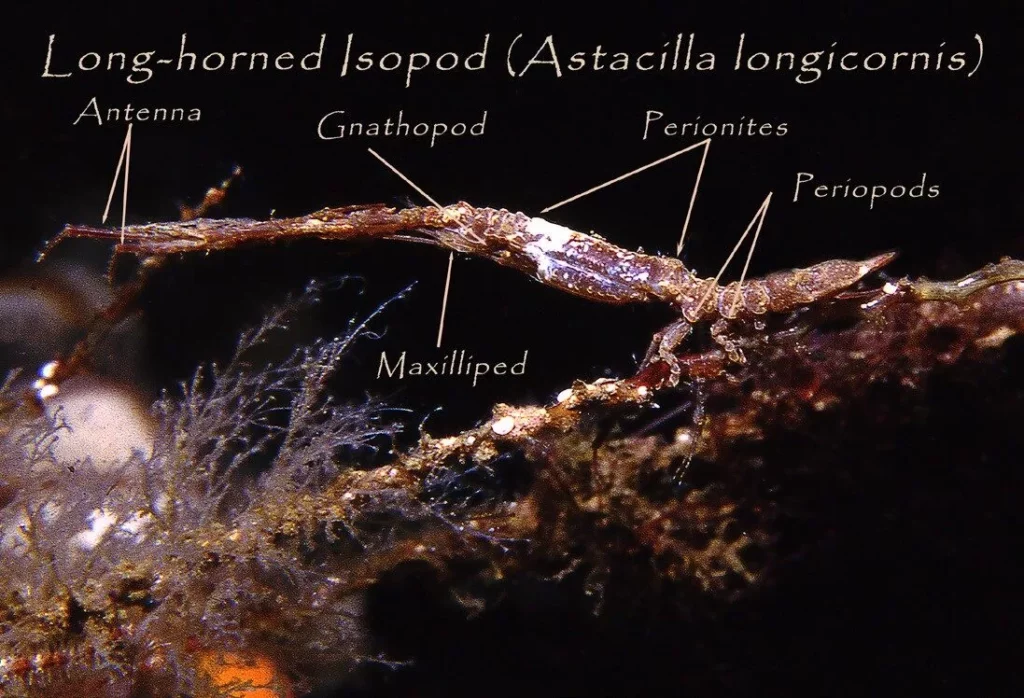 The Anatomy of the long-horned isopod (Astacilla longicornis)