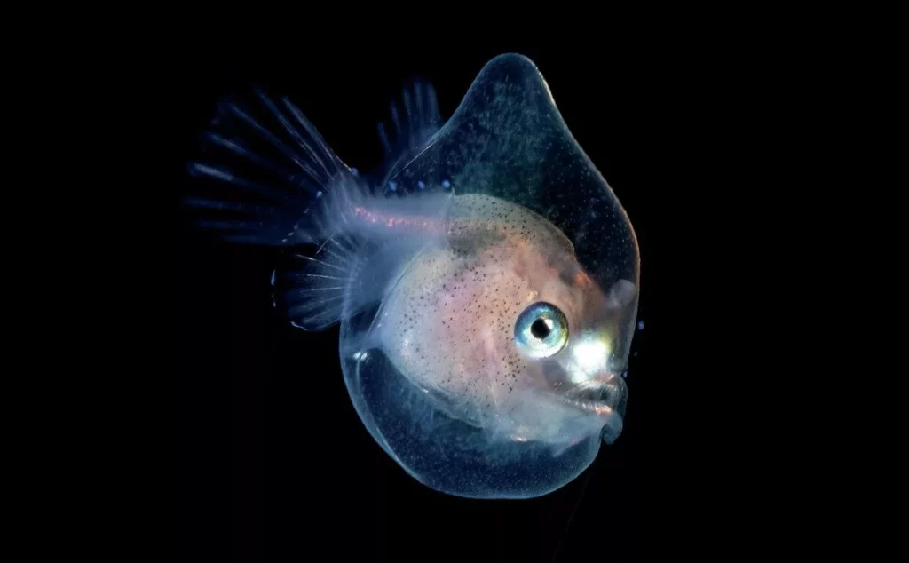Larval deepwater anglerfish was captured during a blackwater dive off Palm Beach