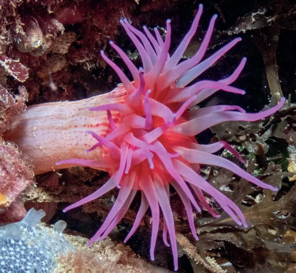 Anemones come in all sorts of colours including this vibrant pink