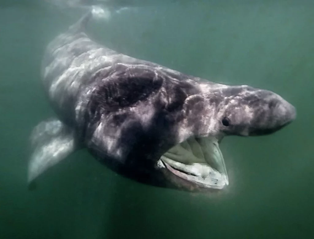 Basking shark Cetorhinus maximus cruising near the Blasket Islands