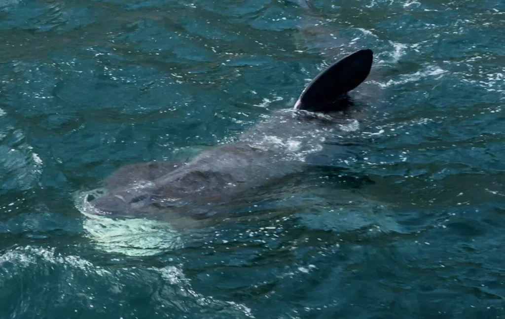 Basking shark feeding at the surface during plankton bloom