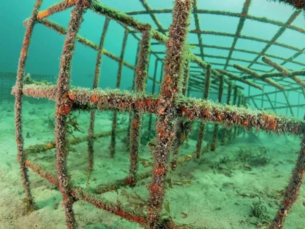 White’s Seahorses in Sydney Harbour: Conservation Success at Chowder Bay 5 A Seahorse Hotel in Chowder Bay