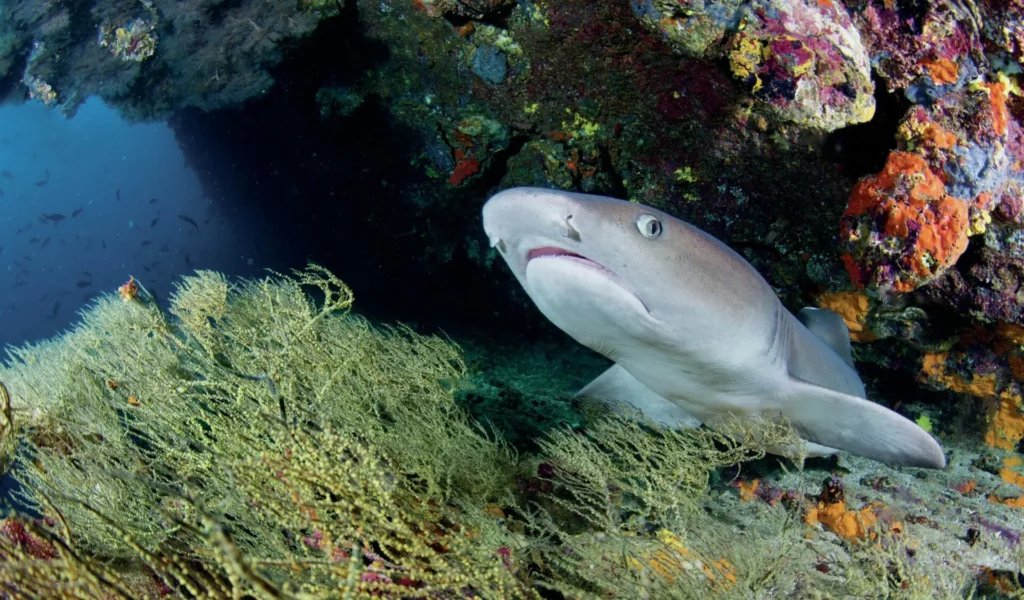 A whitetip reef shark resting in a crevice on Cousin's Rock