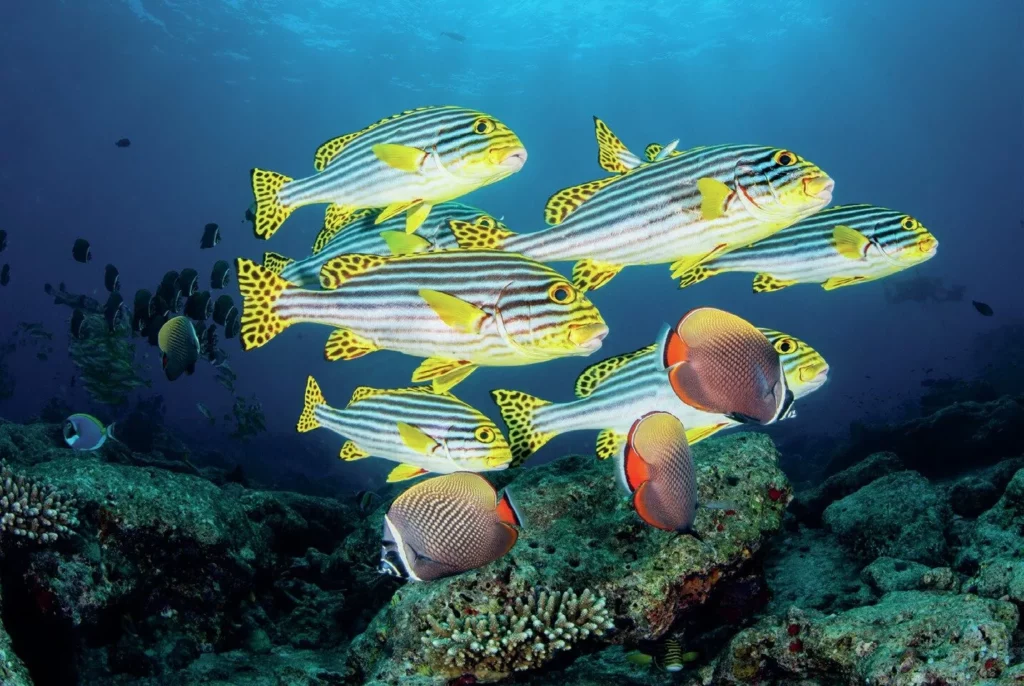 Oriental sweetlips in the  Maldives
