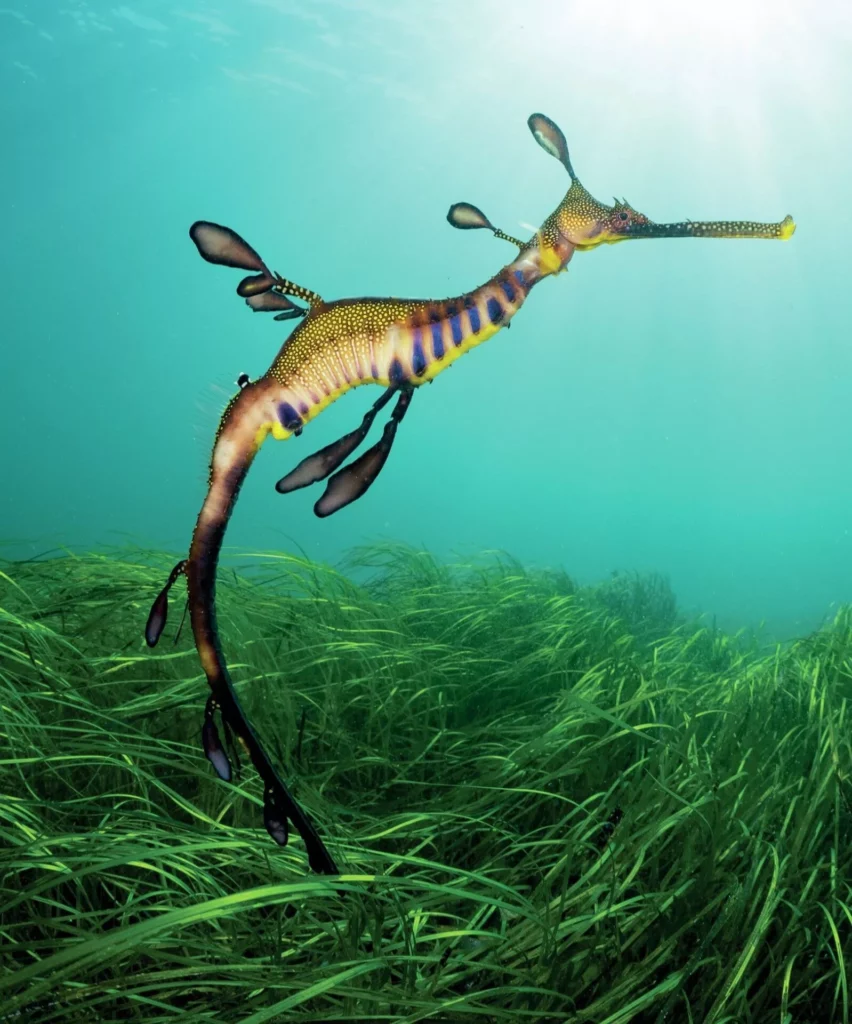 Weedy seadragon swimming through seagrass at Flinders Pier
