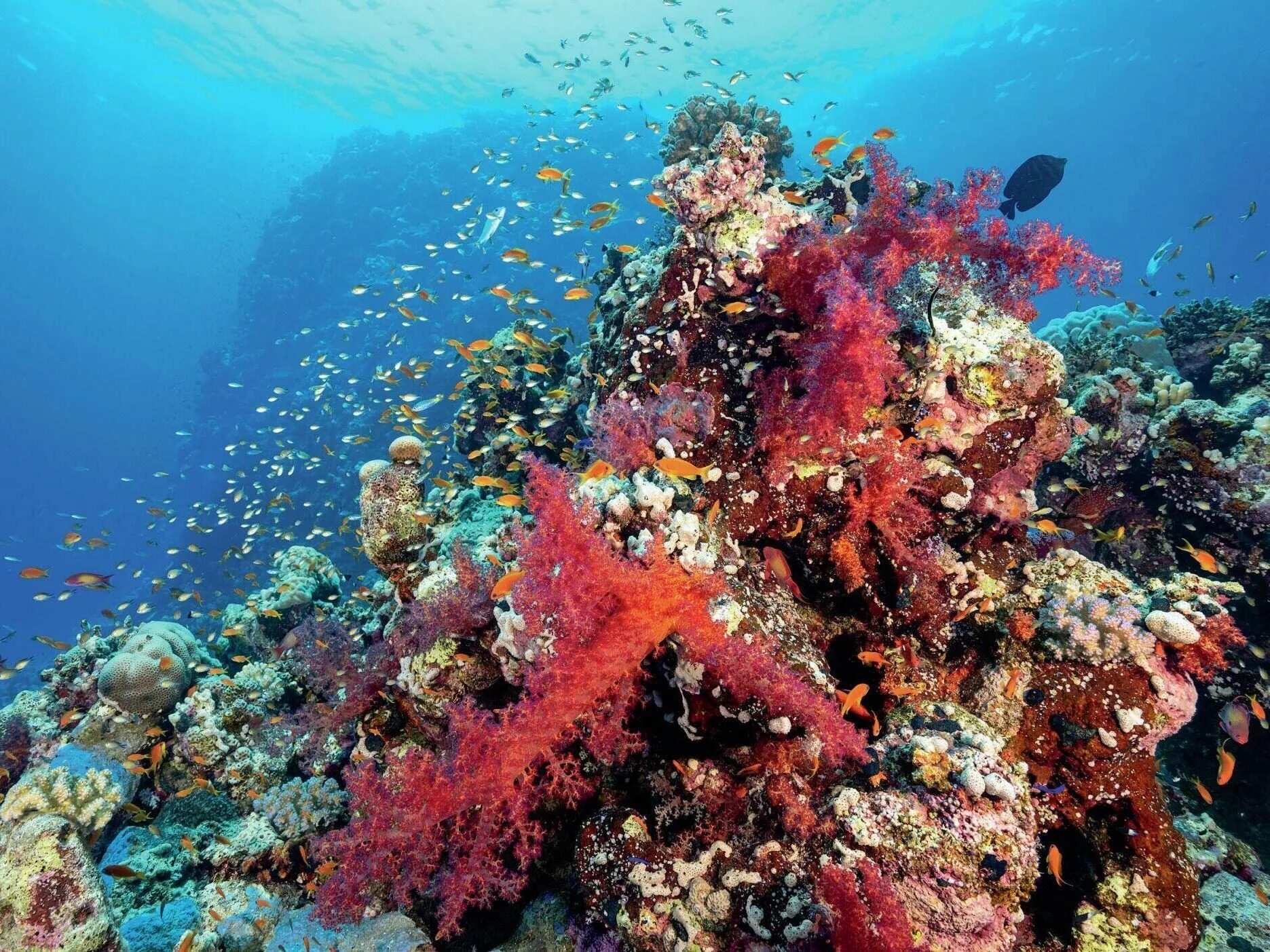 Habili Omran’s underwater landscape is stunning