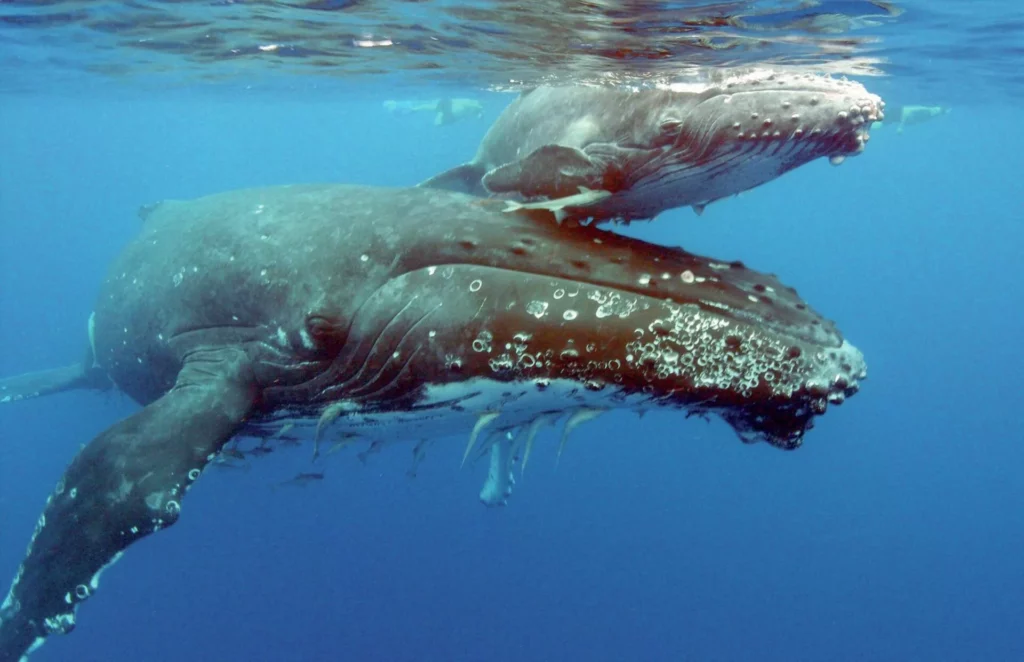 Dale & Kim Sheckler Q & A: Scuba Diving Legends on California Diving, Photography, and the Scuba Show 7 Humpback whale and calf photographed by Dale and Kim Sheckler while diving
