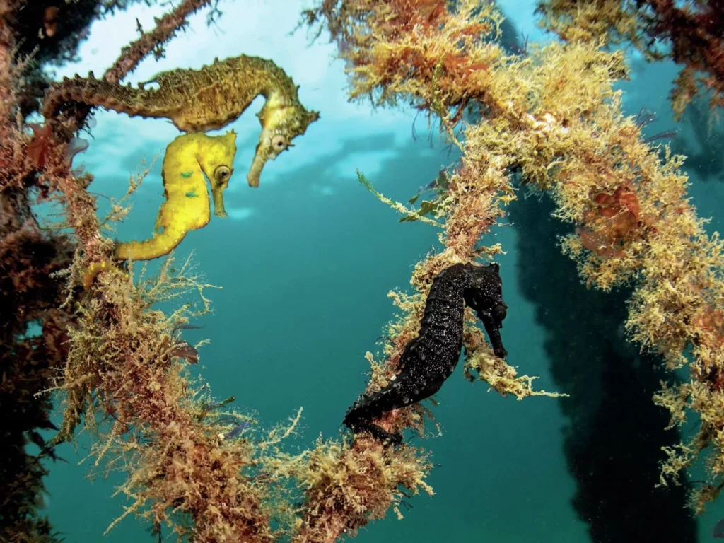 White’s Seahorses in Sydney Harbour: Conservation Success at Chowder Bay 6 Different colours of White's seahorse