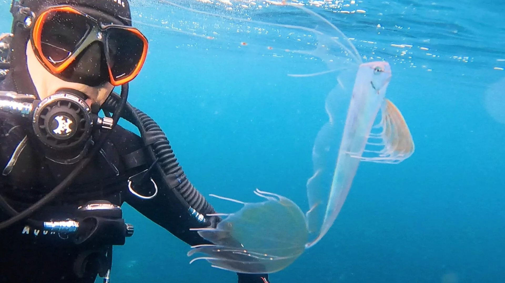 Rare fish sighting excites California scuba divers