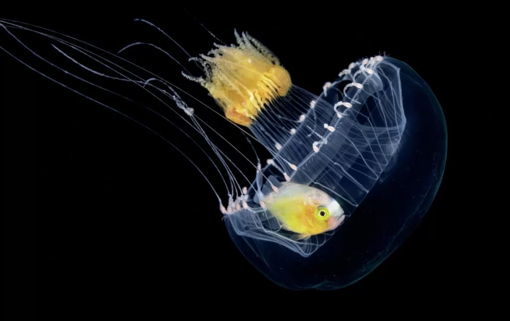 Juvenile fish inside a jellyfish on a blackwater dive