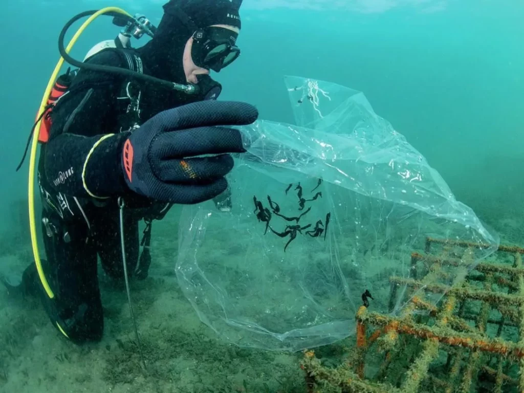 White’s Seahorses in Sydney Harbour: Conservation Success at Chowder Bay 3 Captive-bred seahorses being released into the bay