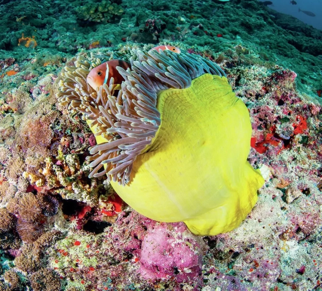 A Bright yellow anemone with accompanying anemone fish in the Maldives Central Atolls