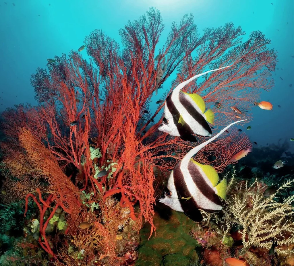 Bio diversity in a single image in Raja Ampat