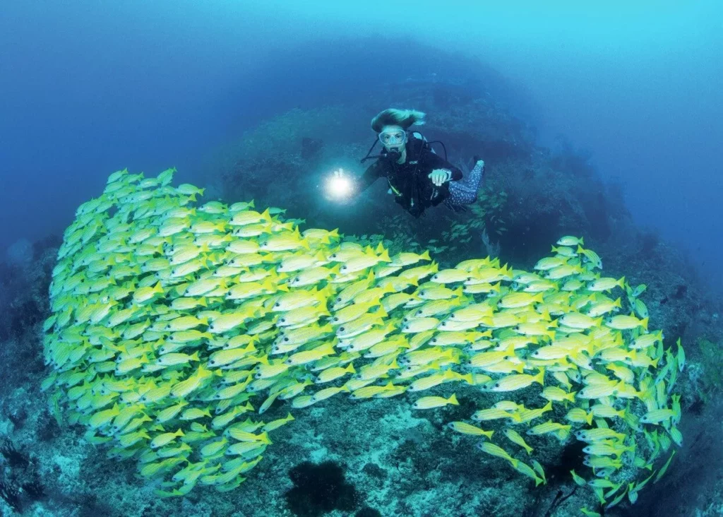 Snapper school in the Maldives Central Atolls