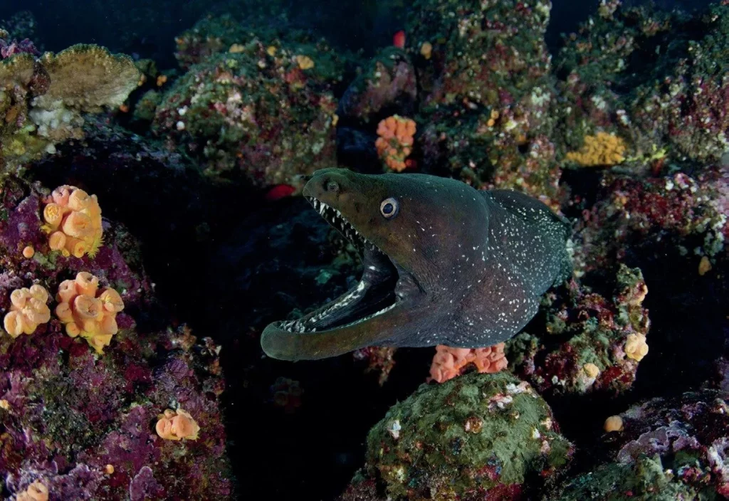 Glorious Galapagos Part 2: Diving Darwin, Wolf and Beyond on a Galapagos Liveaboard 11 Mottled moray eel Galapagos