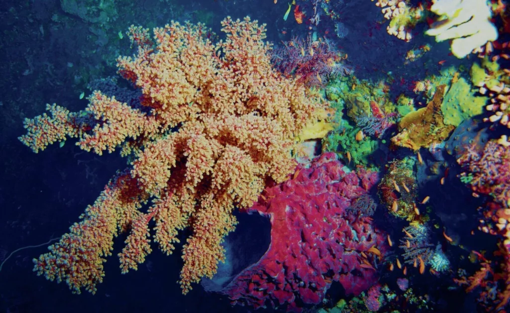 Vibrant soft corals and sponges on Alor dive sites