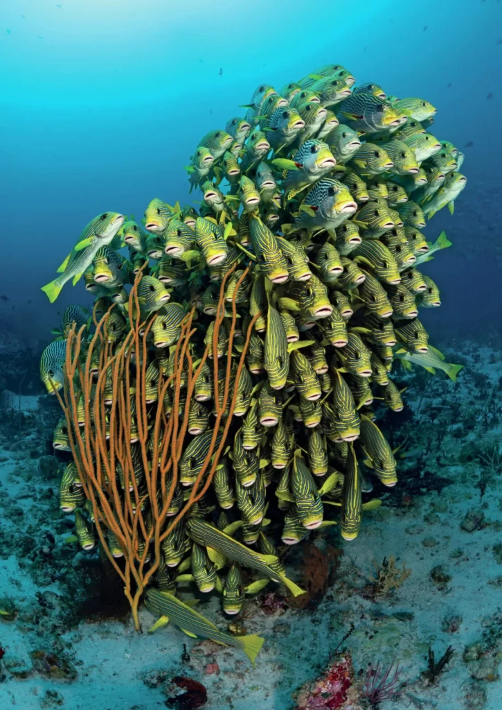 School of sweetlips in Raja Ampat