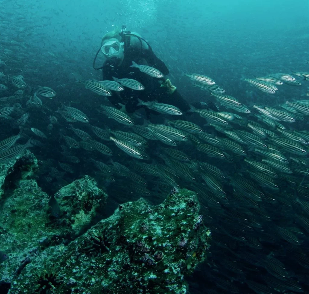 Diver enveloped by fish school in the Galapagos 
