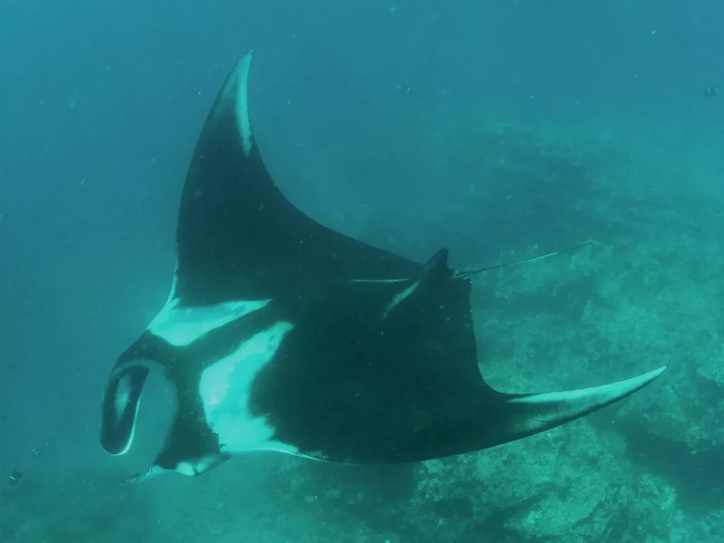 Manta Rays can be seen in the Galapagos outside peak whale shark season