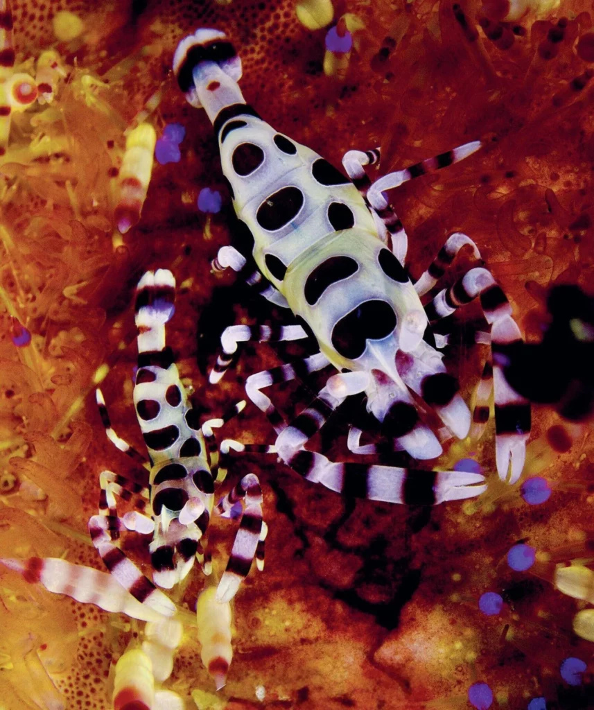 Macro life beneath Bakalang Jetty in Alor, Indonesia