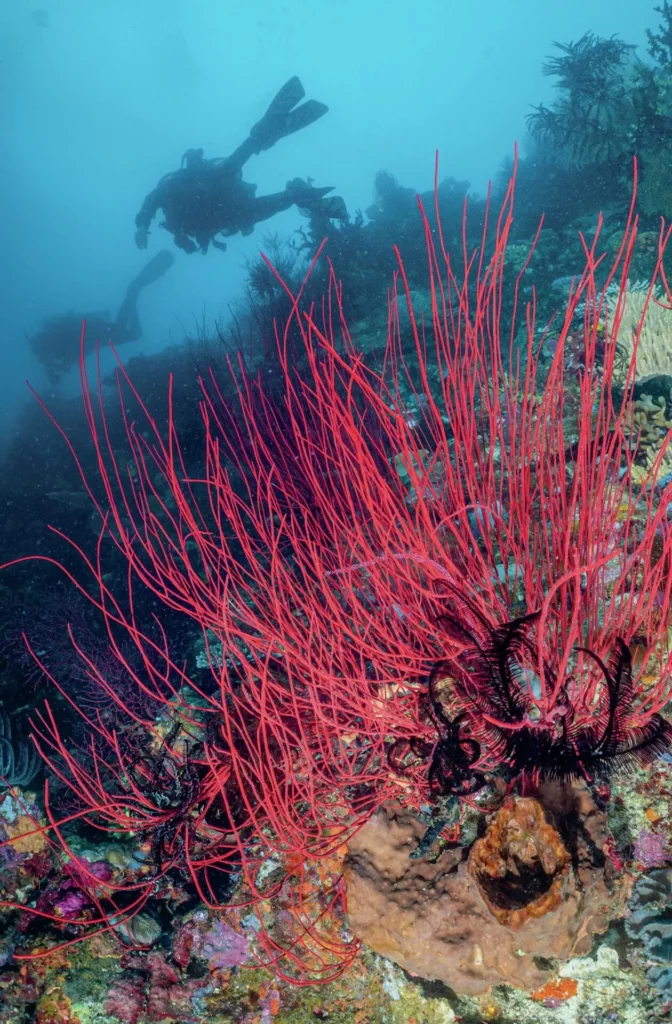 Relaxed Milne Bay Diving along walls